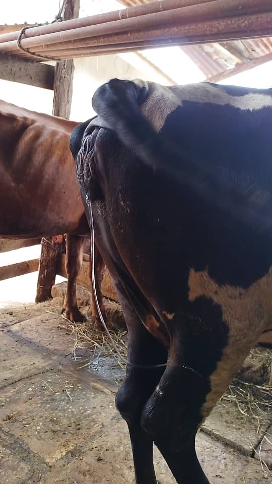 Breed consultation and selection