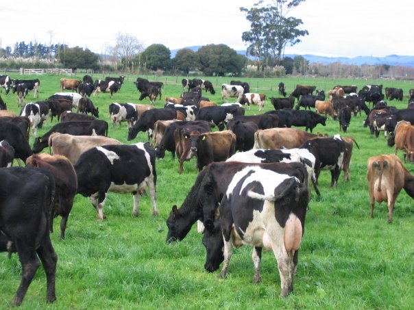 Dairy cattle crossbreeding
