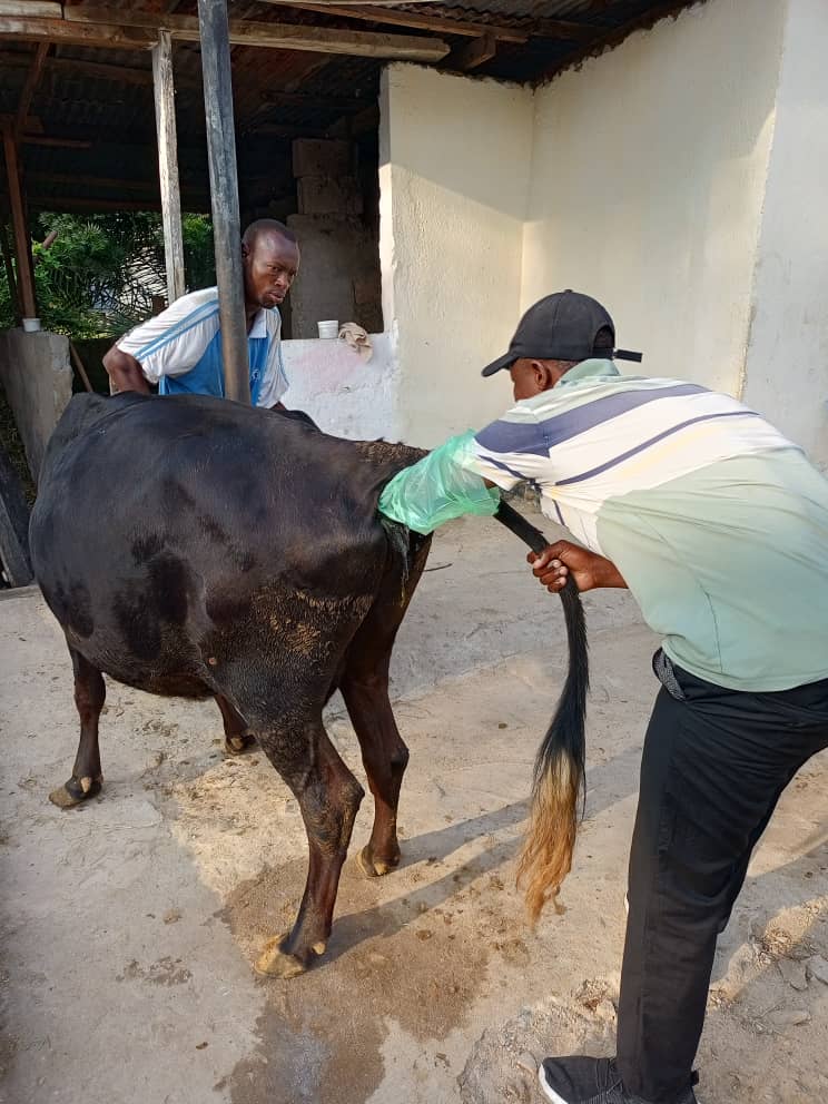 Farmer training in artificial insemination